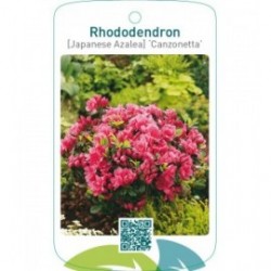 Rhododendron [Japanese Azalea] ‘Canzonetta’