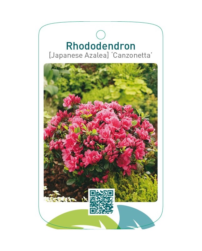 Rhododendron [Japanese Azalea] ‘Canzonetta’