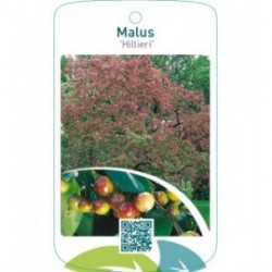 Malus ‘Hillieri’