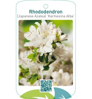 Rhododendron [Japanese Azalea] ‘Kermesina Alba’