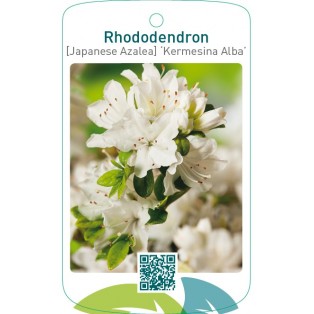 Rhododendron [Japanese Azalea] ‘Kermesina Alba’
