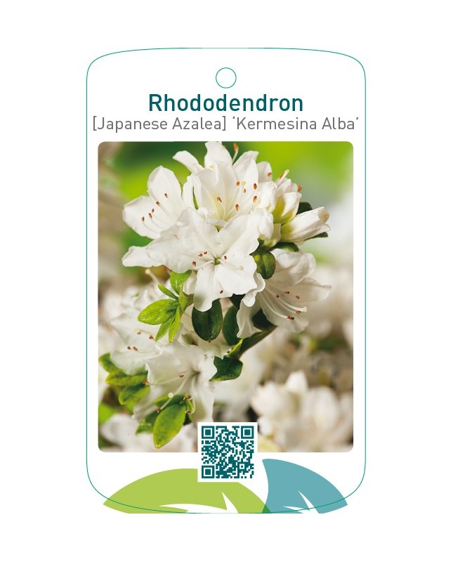 Rhododendron [Japanese Azalea] ‘Kermesina Alba’