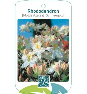 Rhododendron [Mollis Azalea] ‘Schneegold’