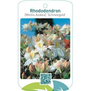 Rhododendron [Mollis Azalea] ‘Schneegold’