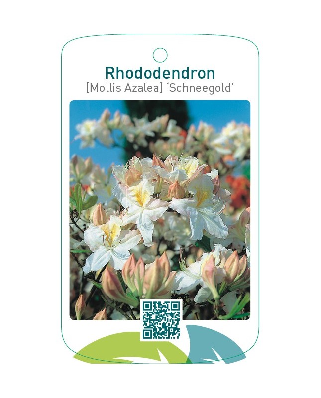 Rhododendron [Mollis Azalea] ‘Schneegold’