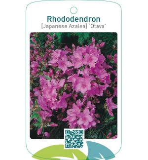 Rhododendron [Japanese Azalea] ‘Otava’