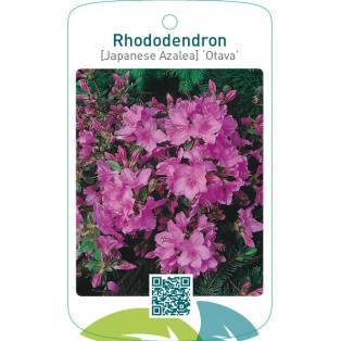 Rhododendron [Japanese Azalea] ‘Otava’