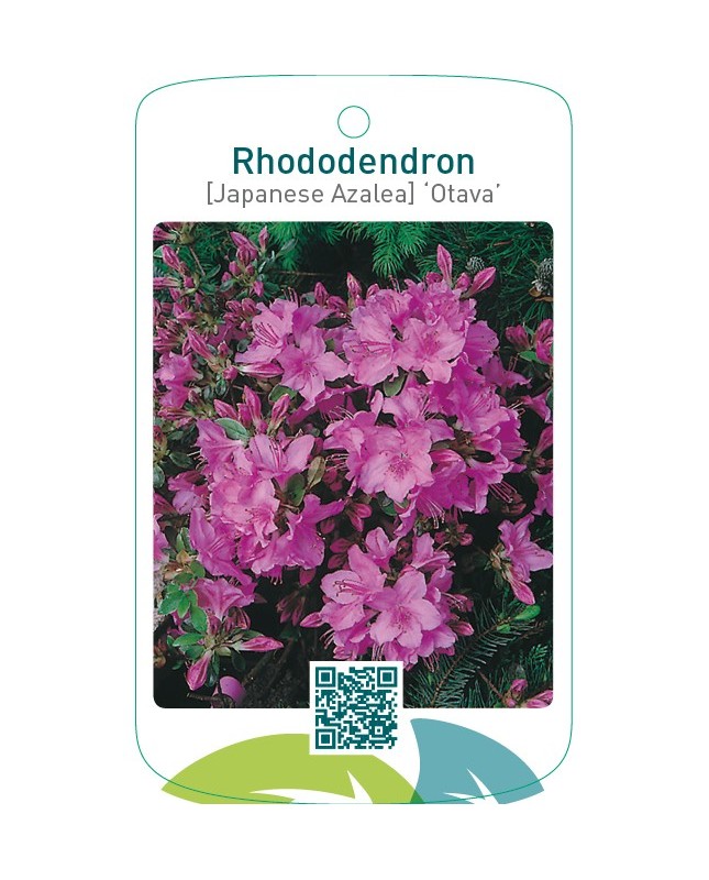 Rhododendron [Japanese Azalea] ‘Otava’