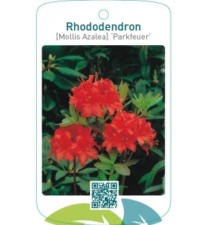 Rhododendron [Mollis Azalea] ‘Parkfeuer’