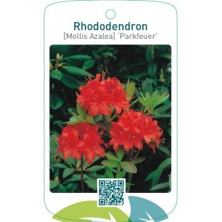 Rhododendron [Mollis Azalea] ‘Parkfeuer’