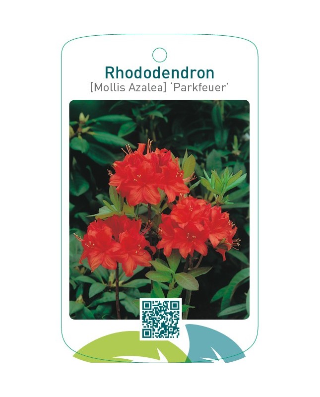 Rhododendron [Mollis Azalea] ‘Parkfeuer’