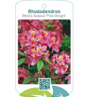 Rhododendron [Mollis Azalea] ‘Pink Delight’