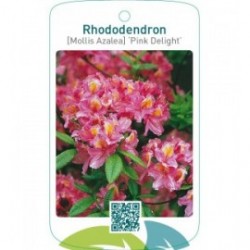 Rhododendron [Mollis Azalea] ‘Pink Delight’