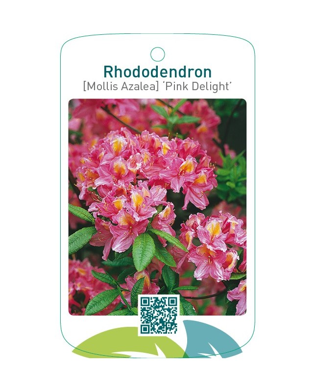 Rhododendron [Mollis Azalea] ‘Pink Delight’