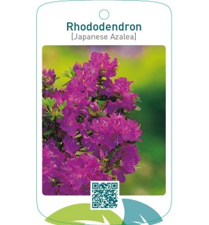 Rhododendron [Japanese Azalea]  neutraalpaars
