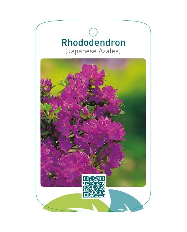 Rhododendron [Japanese Azalea]  neutraalpaars