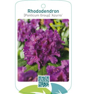 Rhododendron [Ponticum Group] ‘Azurro’