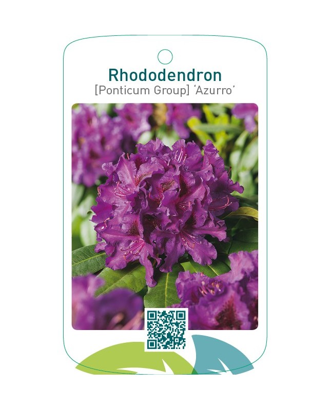 Rhododendron [Ponticum Group] ‘Azurro’