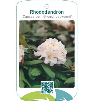 Rhododendron [Caucasicum Group] ‘Jacksonii’