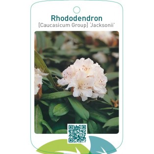Rhododendron [Caucasicum Group] ‘Jacksonii’