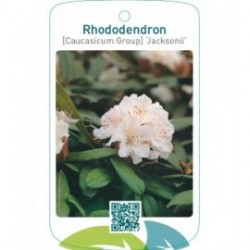 Rhododendron [Caucasicum Group] ‘Jacksonii’