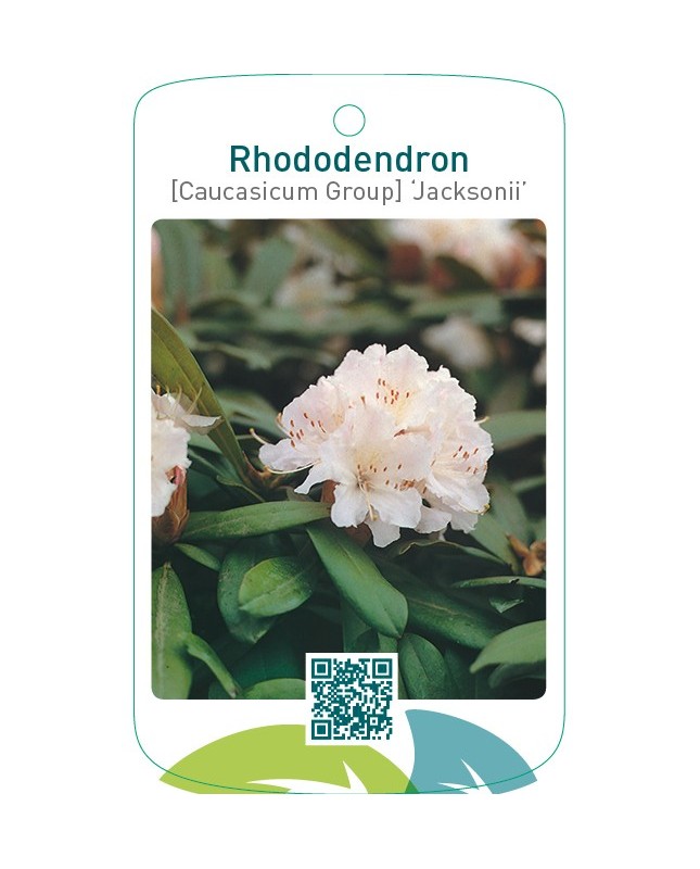 Rhododendron [Caucasicum Group] ‘Jacksonii’