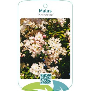 Malus ‘Katherine’
