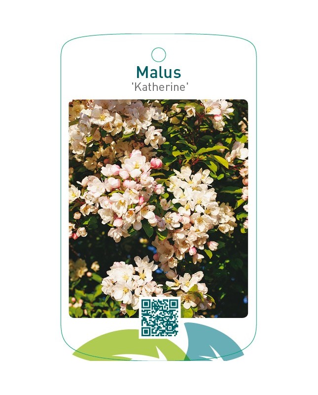 Malus ‘Katherine’