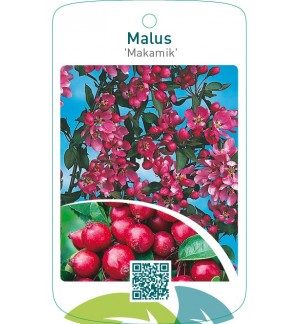 Malus ‘Makamik’