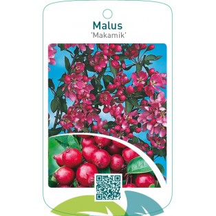 Malus ‘Makamik’
