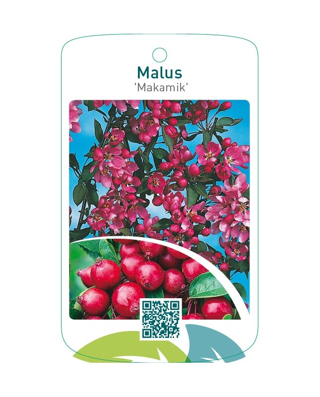 Malus ‘Makamik’