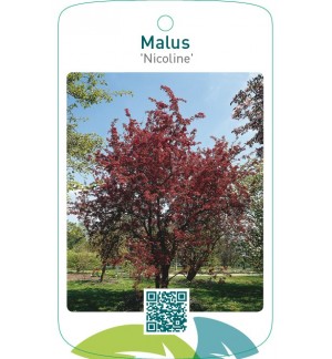 Malus ‘Nicoline’