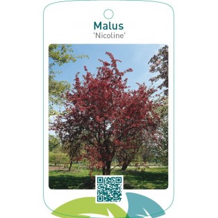 Malus ‘Nicoline’