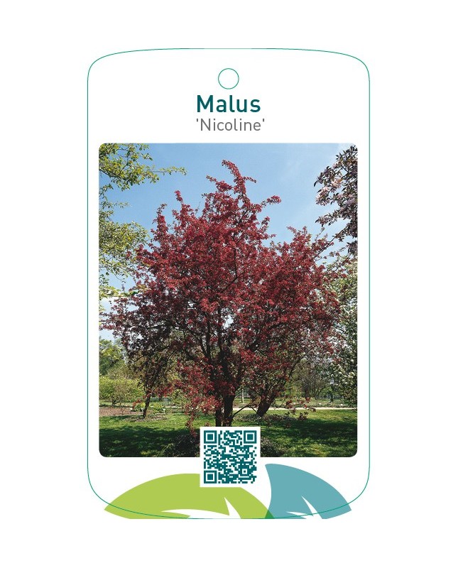Malus ‘Nicoline’