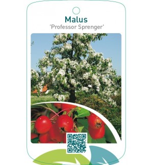 Malus ‘Professor Sprenger’