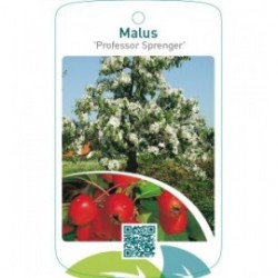 Malus ‘Professor Sprenger’