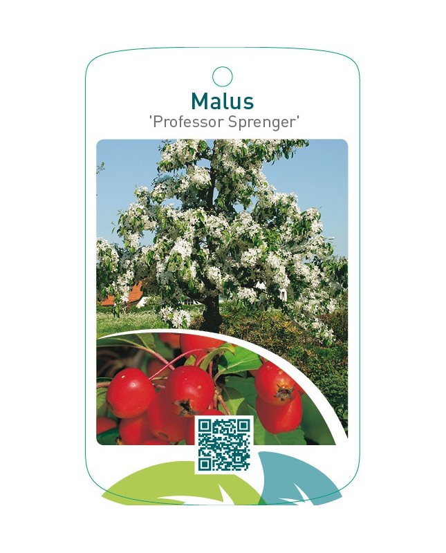 Malus ‘Professor Sprenger’