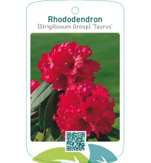 Rhododendron [Strigillosum Group] ‘Taurus’
