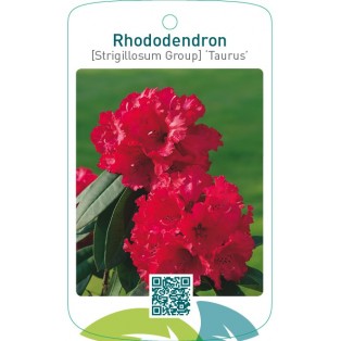Rhododendron [Strigillosum Group] ‘Taurus’