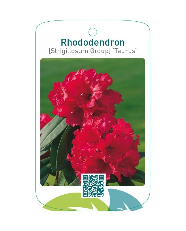 Rhododendron [Strigillosum Group] ‘Taurus’