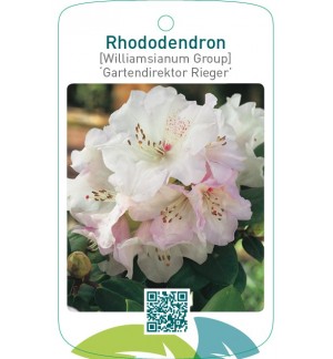 Rhododendron [Williamsianum Group] ‘Gartendirektor Rieger’