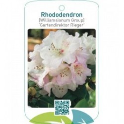 Rhododendron [Williamsianum Group] ‘Gartendirektor Rieger’