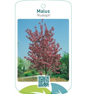 Malus ‘Rudolph’
