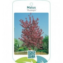 Malus ‘Rudolph’