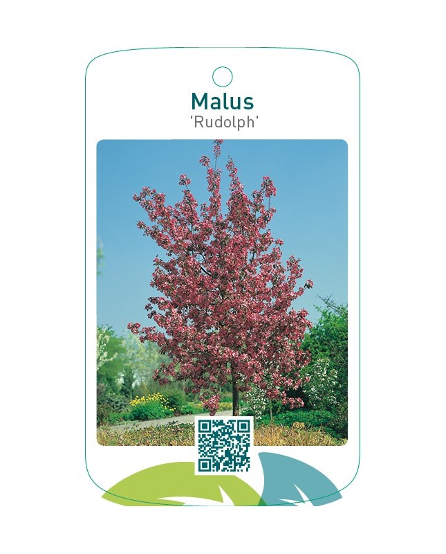 Malus ‘Rudolph’