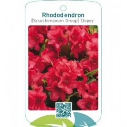 Rhododendron [Yakushimanum Group] ‘Dopey’