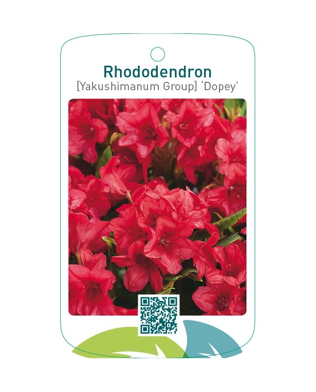 Rhododendron [Yakushimanum Group] ‘Dopey’