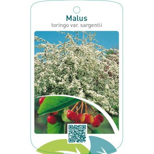 Malus toringo var. sargentii