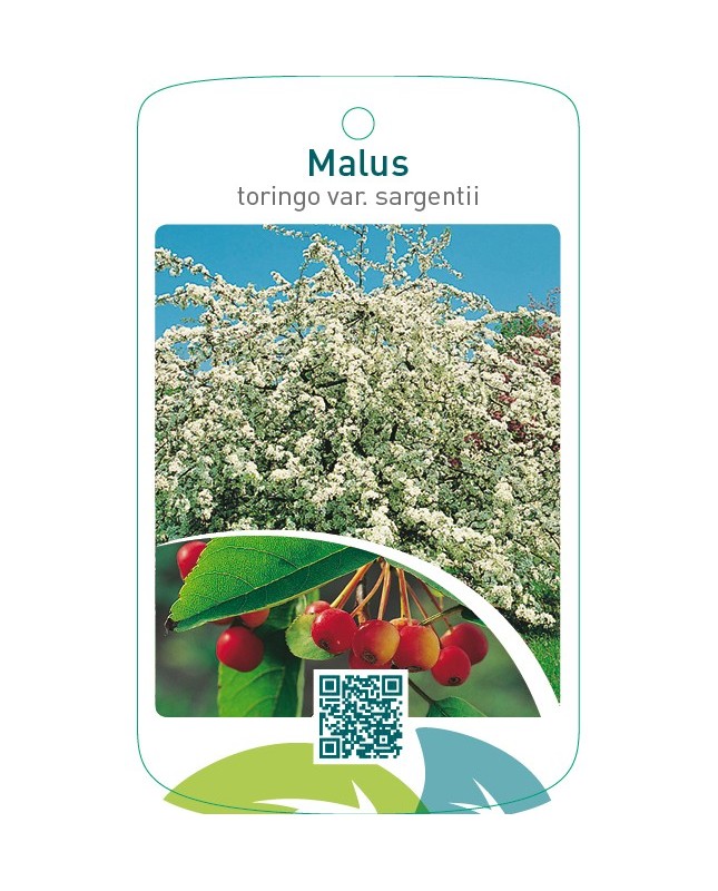 Malus toringo var. sargentii