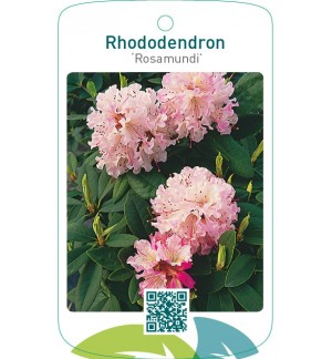 Rhododendron ‘Rosamundi’